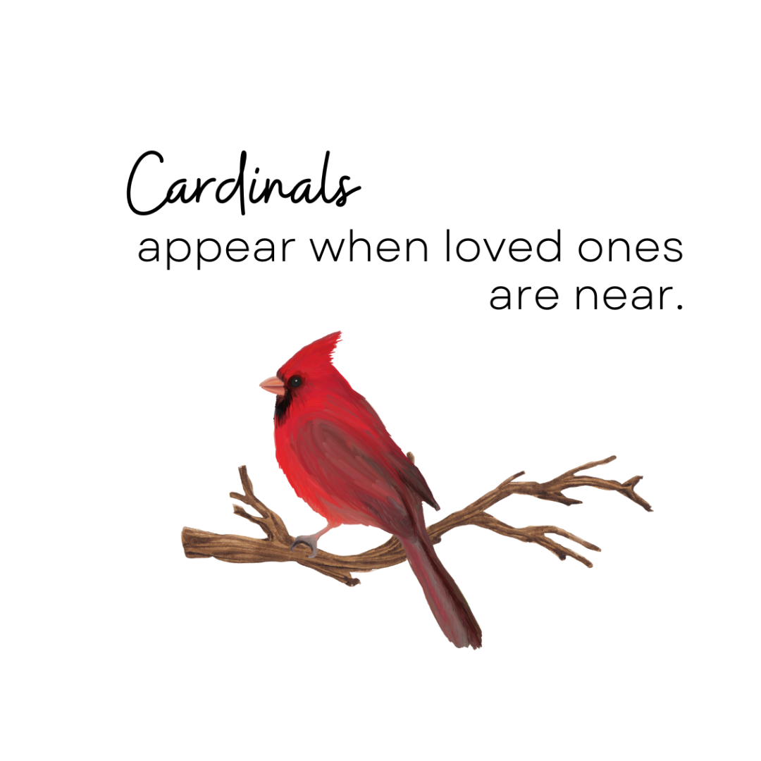 Cardinals appear when loved ones are near CANDLE